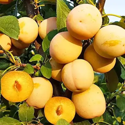 Слива РЕНКЛОД ранний в Самохваловичи