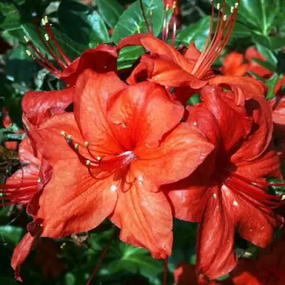 Азалия ДОЛОРОСО листопадная в Самохваловичи