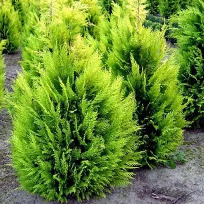 Кипарисовик ИВОНЕ лавсана в Самохваловичи