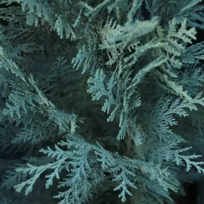 Кипарисовик ВАН ПЕЛЬТС БЛЮ лавсона в Самохваловичи