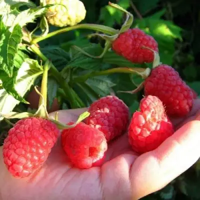 Малина ГОРДОСТЬ РОССИИ в Самохваловичи