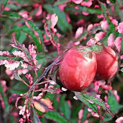 Слива ХЕССЕЙ декоративная в Самохваловичи