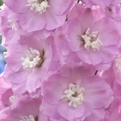 Дельфиниум ПЕТТИКОУТ гибридный в Самохваловичи