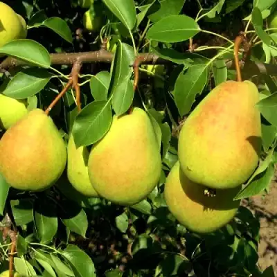 Груша ФЛЕЙТА в Самохваловичи