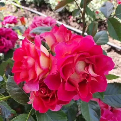 Роза БРЕРА флорибунда в Самохваловичи