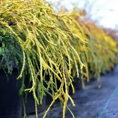 Кипарисовик ВАВЕЛ горохоплодный в Самохваловичи