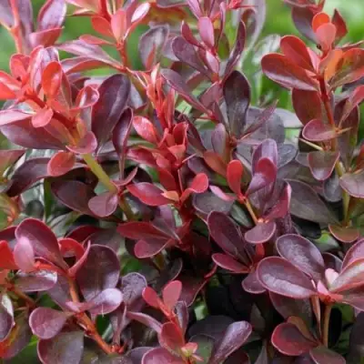 Барбарис АТРОПУРПУРЕА НАНА тунберга в Самохваловичи