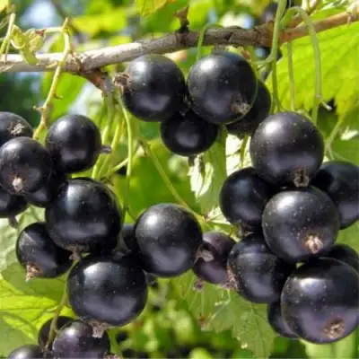 Смородина черная ОРЛОВСКИЙ ВАЛЬС в Самохваловичи