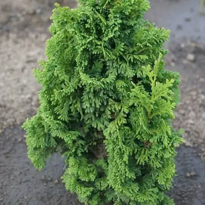 Туя ЗМАТЛИК западная в Самохваловичи