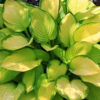 Хоста ГОЛД СТАНДАРТ Форчуна в Самохваловичи