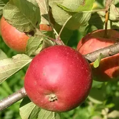 Яблоня ПОСПЕХ в Самохваловичи