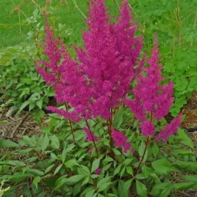 Астильба ЭЛИЗАБЕТ ВАН ВИН японская в Самохваловичи