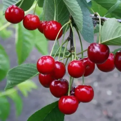 Вишня ЗАРАНКА в Самохваловичи