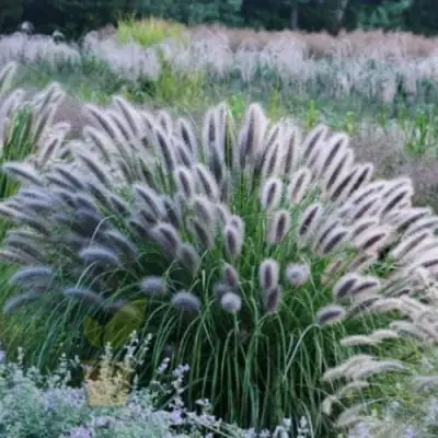 Пеннисетум БЛЭК БЬЮТИ в Самохваловичи
