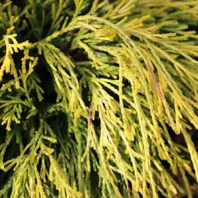 Кипарисовик ГОЛДЕН МОП горохоплодный в Самохваловичи