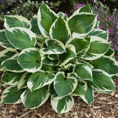 Хоста КАРИН гибридная в Самохваловичи