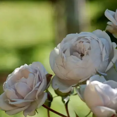 Роза ГРИЗЕЛИС шраб в Самохваловичи