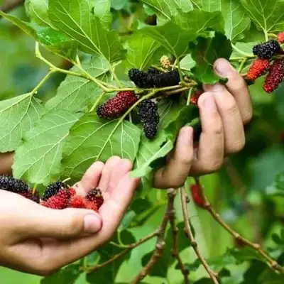 Шелковица ГАЛИЦИЯ в Самохваловичи