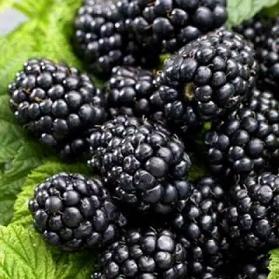 Ежевика БЖЕЗИНА бесшипная  в Самохваловичи