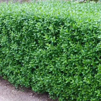 Бирючина обыкновенная АТРОВИРЕНС в Самохваловичи