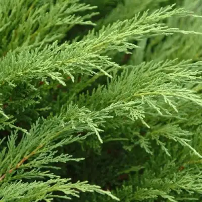 Можжевельник ТАМАРИСЦИФОЛИЯ казацкий  в Самохваловичи