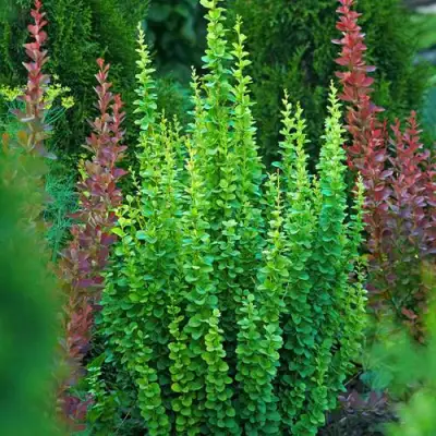 Барбарис ЭРЕКТА тунберга в Самохваловичи