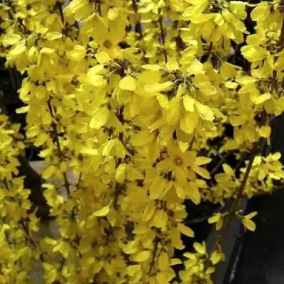 Форзиция ГОЛДРАУШ в Самохваловичи