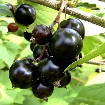 Смородина чёрная ШАРОВИДНАЯ в Самохваловичи