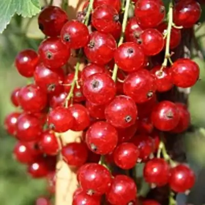 Смородина красная РОНДОМ в Самохваловичи