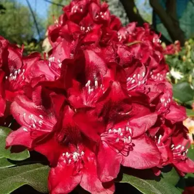 Рододендрон МАТАДОР в Самохваловичи