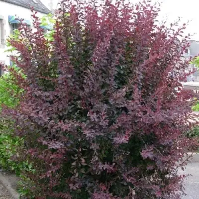 Барбарис АТРОПУРПУРЕА тунберга в Самохваловичи