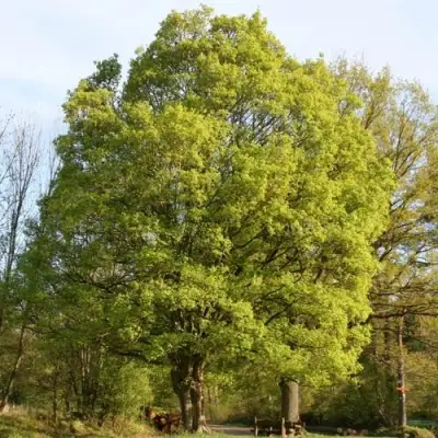 Клен полевой в Самохваловичи