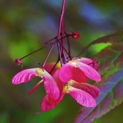 Клен пальмолистный в Самохваловичи