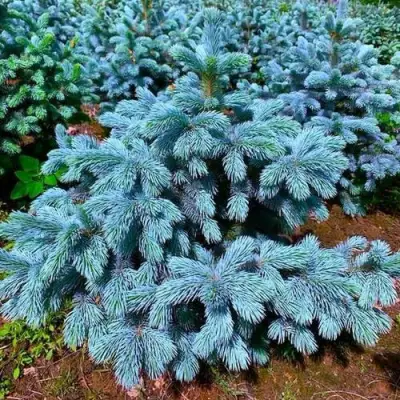 Ель СУПЕР БЛЮ СИДЛИНГ колючая в Самохваловичи