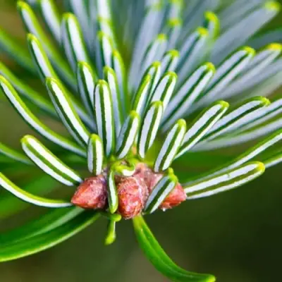 Пихта белая в Самохваловичи