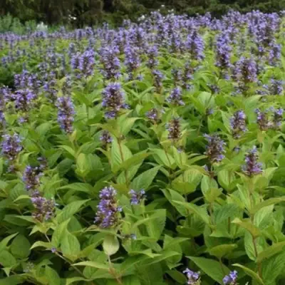 Котовник БЛЮ ДРИМС полусидячий в Самохваловичи