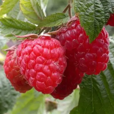 Малина ГЕРАКЛ в Самохваловичи