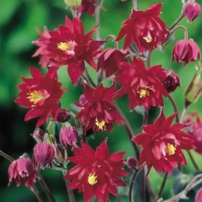 Аквилегия РУБИ ПОРТ обыкновенная в Самохваловичи