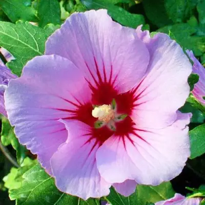 Гибискус ПИНК ФЛИРТ сирийский в Самохваловичи