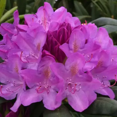 Рододендрон РОЗЕУМ ЭЛЕГАНС в Самохваловичи