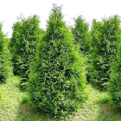 Туя БРАБАНТ западная в Самохваловичи