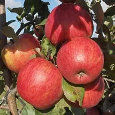 Яблоня ПЕРСИКОВАЯ в Самохваловичи