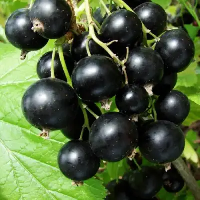 Смородина чёрная ЭКЗОТИКА в Самохваловичи