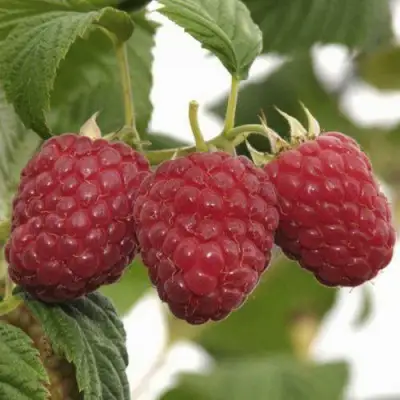 Саженцы малины Гусар