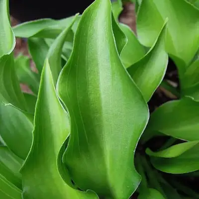 Хоста ГАРРИ ВАН ТРИЕР в Самохваловичи