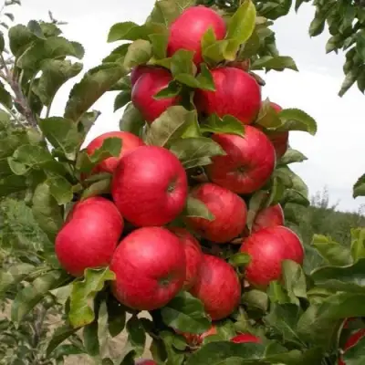 Яблоня ТРАЙДЕНТ колонновидная в Самохваловичи
