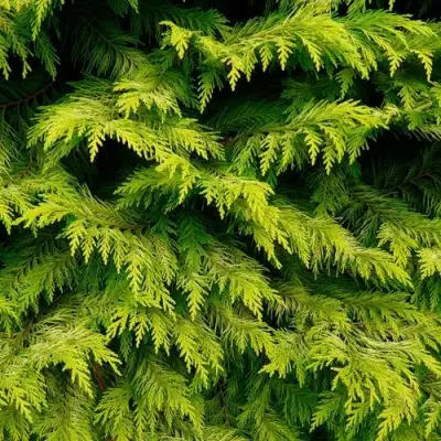 Кипарисовик ГОЛДЕН ВОНДЕР лавсона в Самохваловичи