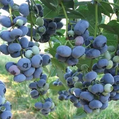 Голубика ЛИБЕРТИ в Самохваловичи