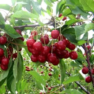Вишня ТУРГЕНЕВКА в Самохваловичи