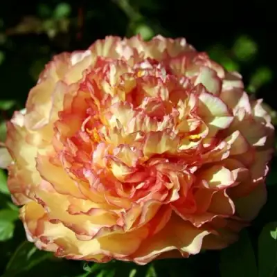 Пион ЗОЛОТАЯ РОССЫПЬ древовидный в Самохваловичи